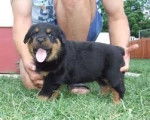 rex - Rottweiler Mâle (4 mois)