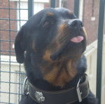 ETHAN - Rottweiler Mâle (2 ans)