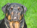 olga neva - Rottweiler (1 mois)