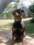 princesse - Rottweiler (2 ans)