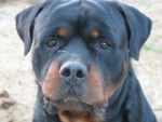 Excel du Temple d'Adranos - Rottweiler M&acirc;le (2 ans)