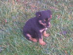 rex - Rottweiler Mâle (6 mois)