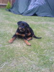 Ella as a baby x - Rottweiler (2 mois)