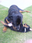 Spike Hugging Ella x - Rottweiler