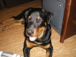 Hannibal - Rottweiler M&acirc;le (8 mois)
