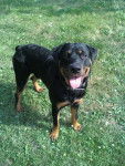braco - Rottweiler Mâle (2 ans)
