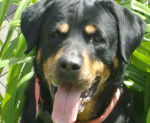 Roxane - Rottweiler (12 ans)