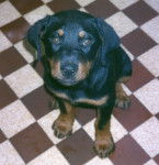 Roxane chiot - Rottweiler (3 mois)