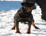 vanessa dell antico guerreiro - Rottweiler (6 ans)