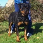 quelly de dacarvill - Rottweiler (3 ans)