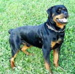 Rot - Rottweiler Mâle (Autre)
