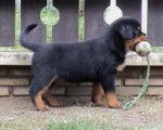 rott - Rottweiler Mâle (2 mois)