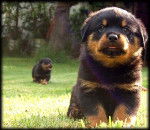 Bolita - Rottweiler Mâle (2 mois)