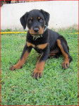 Holly - Rottweiler (2 mois)