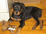 Maya - Rottweiler (4 mois)
