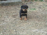 chiots - Rottweiler Mâle (1 mois)
