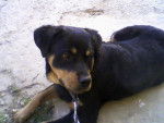 rex - Rottweiler Mâle (1 an)