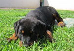 Holly - Rottweiler (2 mois)