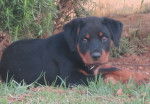Holly - Rottweiler (2 mois)