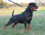 Kryptonite - Rottweiler Mâle (7 ans)