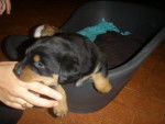 taysonn - Rottweiler Mâle (4 mois)