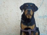 REXXX - Rottweiler M&acirc;le (10 mois)