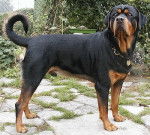 mike - Rottweiler Mâle (1 an)