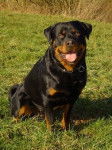 Maya - Rottweiler (2 ans)