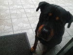Houtch - Rottweiler M&acirc;le (10 ans)