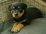 Hulk - Rottweiler M&acirc;le (1 mois)