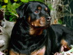 TIMMY - Rottweiler M&acirc;le (5 ans)