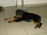 Cheyenne - Rottweiler (3 mois)
