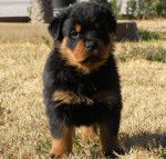 suko de breogan - Rottweiler Mâle (2 mois)
