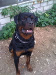 Falko - Rottweiler Mâle (2 ans)
