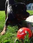 Falko - Rottweiler Mâle (2 ans)
