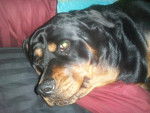 Amy - Rottweiler (8 ans)