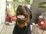 Stitch - Rottweiler Mâle (1 an)