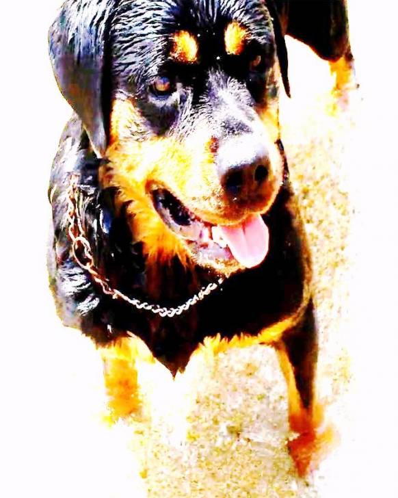 nita - Rottweiler (6 ans)