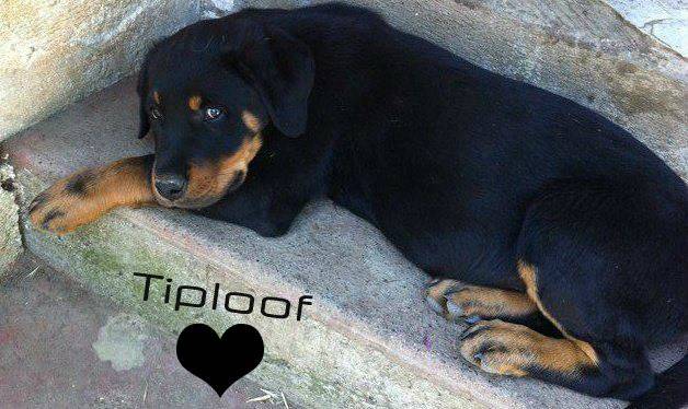 Tiploof - Rottweiler Mâle (4 ans)