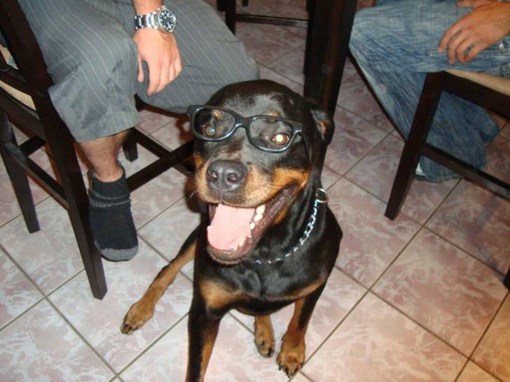 harley - Rottweiler Mâle (3 ans)