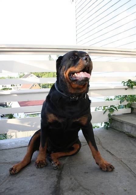Ines - Rottweiler (4 ans)