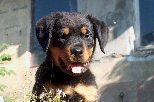 roccy - Rottweiler (2 mois)