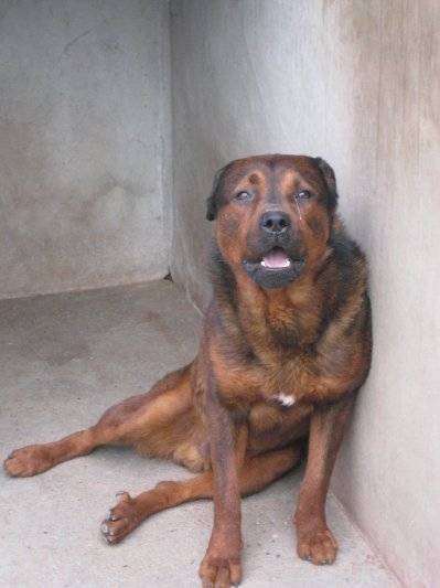 ORRAS - Rottweiler Mâle (5 mois)