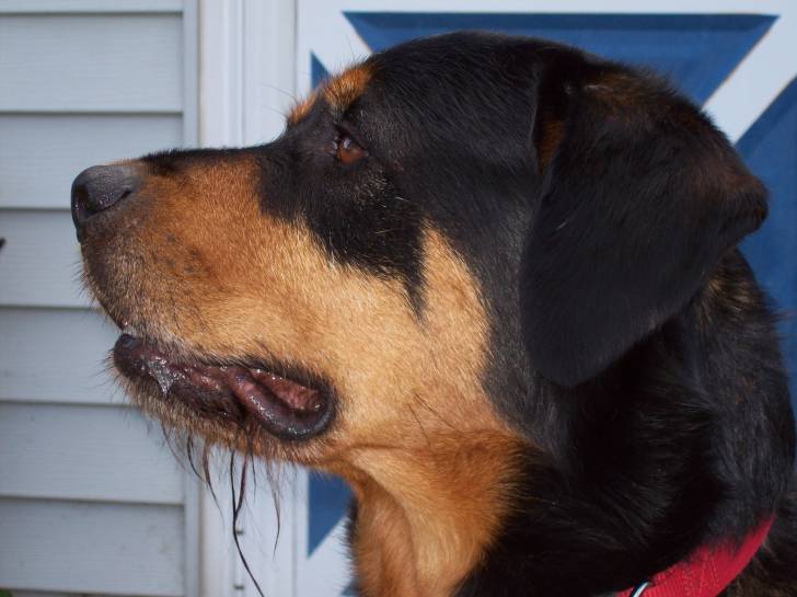 Hunny Bear - Rottweiler (7 ans)