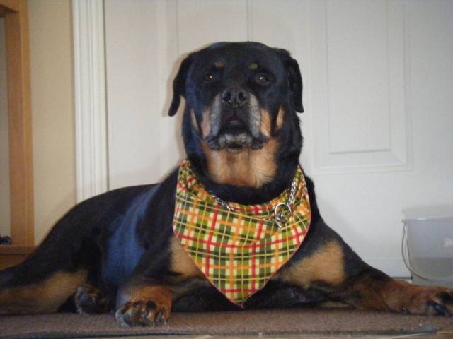 xena - Rottweiler (8 ans)