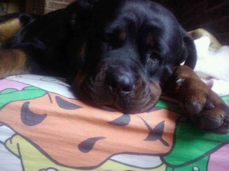 Yuli - Rottweiler (4 ans)