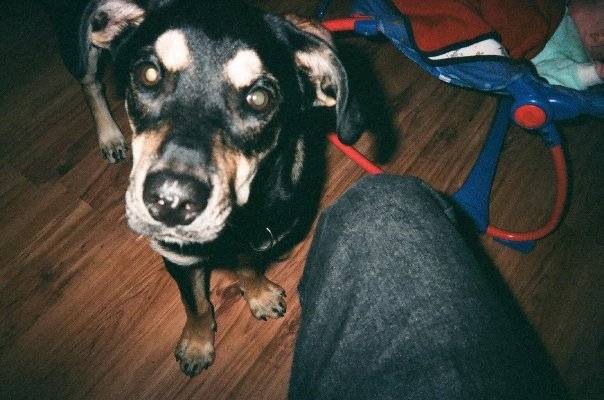 Roxy - Rottweiler (1 an)