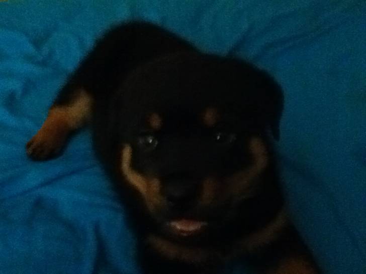 Boss - Rottweiler Mâle (2 mois)