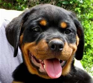 tyrox - Rottweiler Mâle (5 ans)
