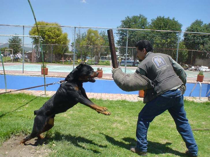 Drago - Rottweiler Mâle (1 an)